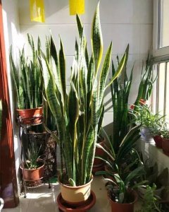 ​7种适合卧室养的植物，养人“促睡眠”，增福又增寿