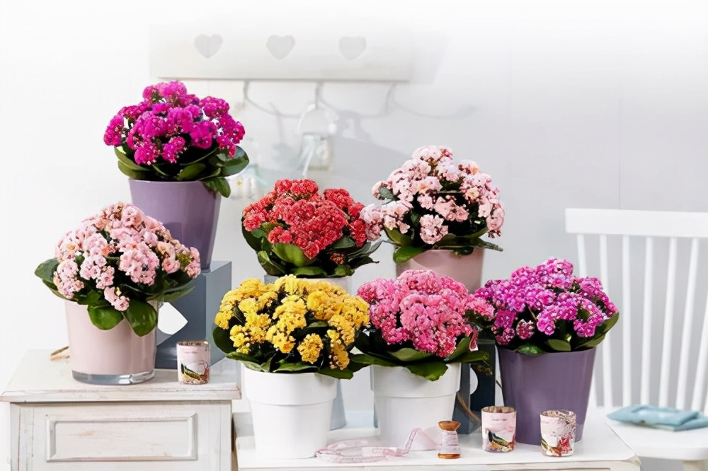 种适合卧室养的植物，养人“促睡眠”，增福又增寿"