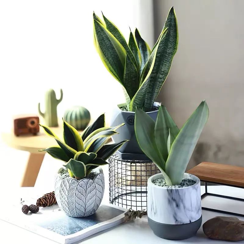 种适合卧室养的植物，养人“促睡眠”，增福又增寿"