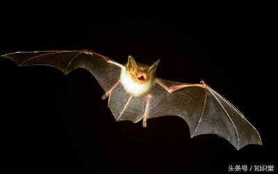 ​蝙蝠是什么动物 ，是鸟吗？蝙蝠到底是飞禽还是走兽？