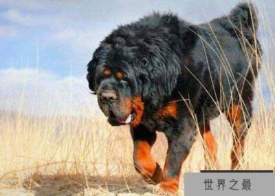 ​世界上寿命最长的狗狗排名，藏獒摘得桂冠