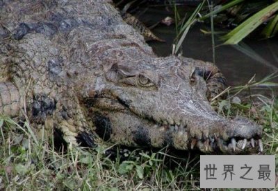 ​十大世界上最大的鳄鱼 排名第一的曾经吃掉四千日本士兵