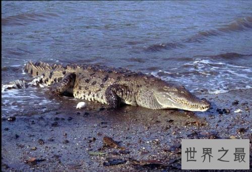 十大世界上最大的鳄鱼 排名第一的曾经吃掉四千日本士兵