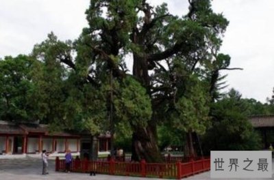 ​中国十大名树排行榜 迎客松上榜 第六的名字最霸气