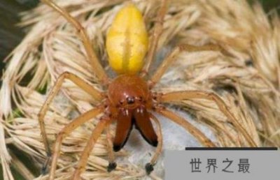 ​世界上最大的毒蜘蛛 第一名可导致永久性阳萎