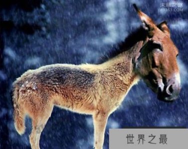 ​驴头狼,体长超1米 头部像驴 身子象狼