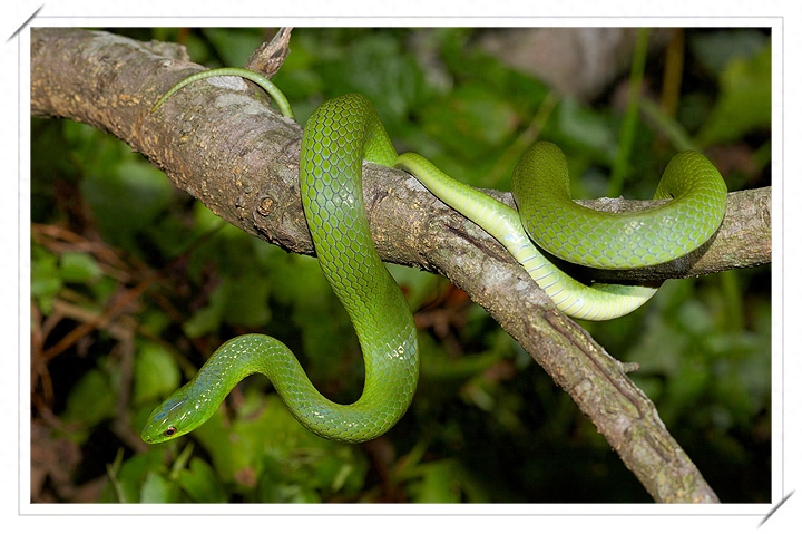 翠青蛇：不是竹叶青，无毒，又称暴毙王