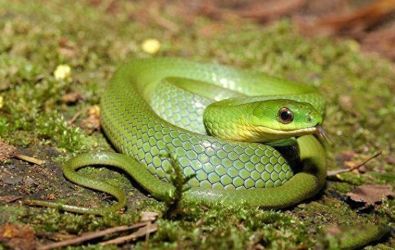 翠青蛇：不是竹叶青，无毒，又称暴毙王