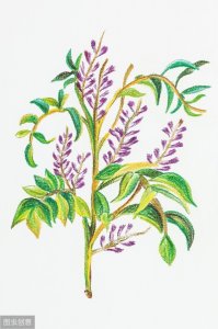 ​甘草的功效和作用 “甘草”为何称之为“仙草”?