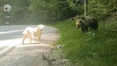 ​阿拉拜犬，也被称为中亚牧羊犬，是俄罗斯国犬，他们是天生的狗王
