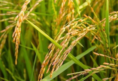 ​五谷杂粮是哪5种食物（我们常说的“五谷杂粮”是哪5种食物）