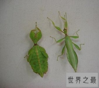 ​全球最奇怪的十大昆虫，长的好像从外星来的生物！