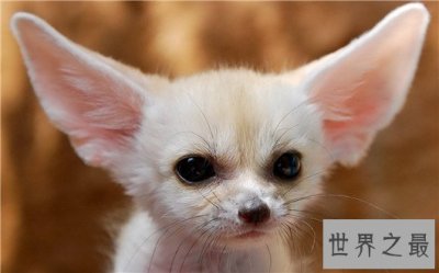 ​世界上最小的狐狸，耳廓狐体长30厘米（如小猫一般）