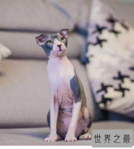 世界十大外表奇特的猫，长相怪异但招人喜欢。