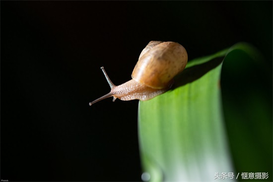 你知道蜗牛的眼睛在哪里吗？蜗牛有上万个牙齿你信不？