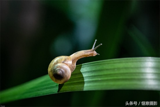 你知道蜗牛的眼睛在哪里吗？蜗牛有上万个牙齿你信不？