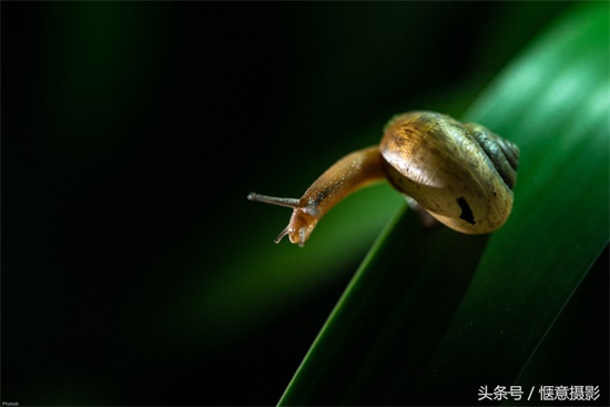你知道蜗牛的眼睛在哪里吗？蜗牛有上万个牙齿你信不？