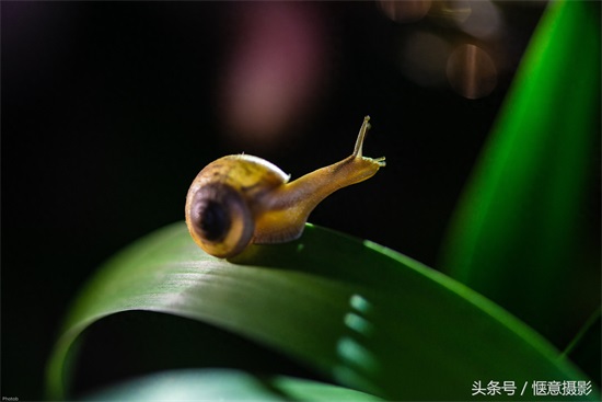你知道蜗牛的眼睛在哪里吗？蜗牛有上万个牙齿你信不？