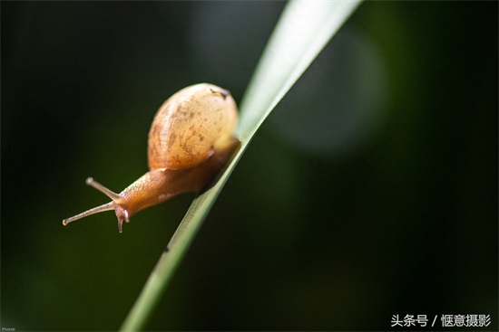 你知道蜗牛的眼睛在哪里吗？蜗牛有上万个牙齿你信不？