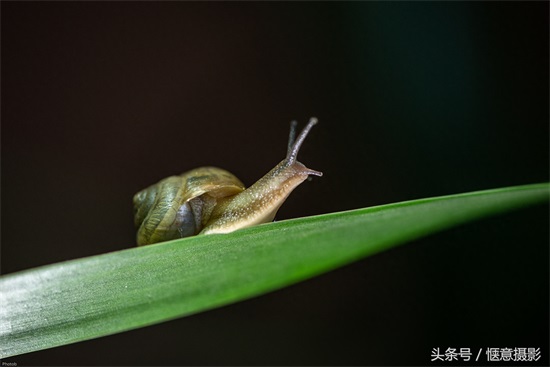 你知道蜗牛的眼睛在哪里吗？蜗牛有上万个牙齿你信不？