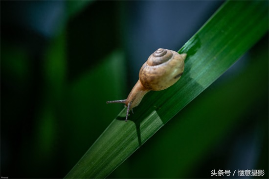 你知道蜗牛的眼睛在哪里吗？蜗牛有上万个牙齿你信不？