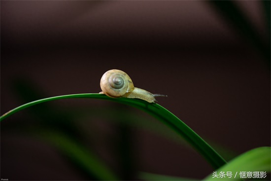 你知道蜗牛的眼睛在哪里吗？蜗牛有上万个牙齿你信不？
