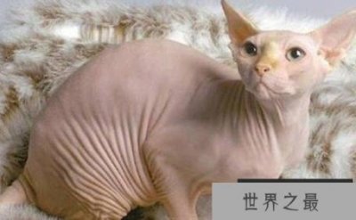 ​世界上最聪明的猫排名 最丑的也是最聪明的