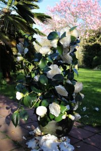 ​茶花怎么养？盆栽茶花养护通用指南