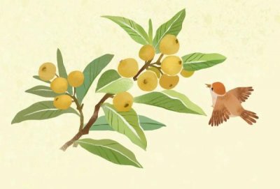 ​枇杷果的功效与作用（吃降火又养颜  润肺止咳）