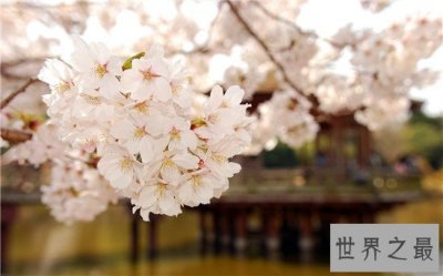 ​中国的十大赏樱胜地，最美樱花聚集地都在这里了