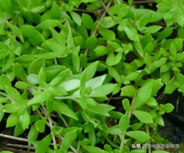 ​垂盆草的功效与作用 每日一中药——垂盆草