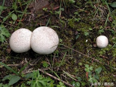 ​在农村，有种野生植物叫做马皮泡，过去只知道它有止血功效，没曾想更是一种美