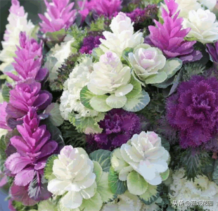 ​冬季里最耐寒的15种花卉，个个都是神仙颜值，花期长又好养