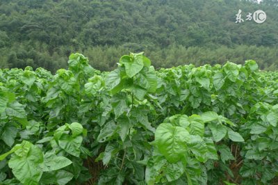 ​桑叶的功效 桑叶主要功效