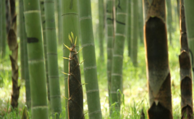 ​正值吃竹笋的季节，笋的做法大全，看看你会做几种?