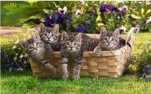 中华古猫——老虎的直系祖先