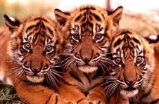 中华古猫——老虎的直系祖先