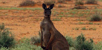 ​猎人正准备射击袋鼠，反被袋鼠揍得鼻青脸肿