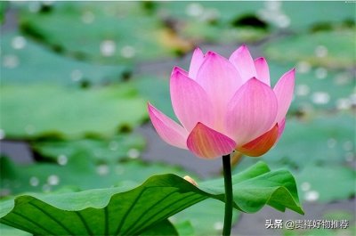 ​夏天开的花有哪些大全（夏天的花有哪些，盘点十种夏季开放的花卉）