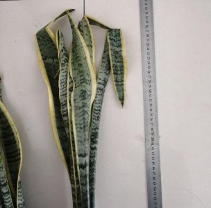 ​虎皮兰怎么扦插？一段一段剪下来，插土里面一周就能活