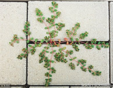 ​血见愁草药的功效（营养程度一点都不比牛奶差）