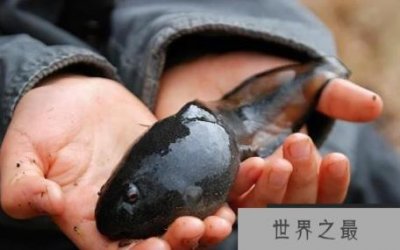 ​世界上最大的蝌蚪，不合理蛙