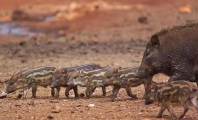 ​五步蛇的天敌是什么（五步蛇怕野猪，猪为什么是蛇的“天敌”？）