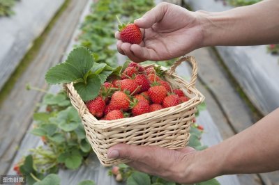 ​怎么自己种草莓 自己种草莓，学会种植技巧，个大味美超好吃