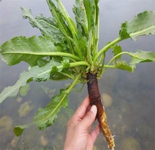 ​用什么土方法治便秘？农村“通便草”，可以治便秘烫伤，拿金子都不换