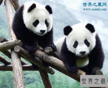 ​中国稀有动物有哪些，国宝大熊猫第一(白鳍豚已灭绝)