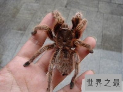​宠物蜘蛛最优品种推荐，喜欢养宠的朋友们看过来吧！
