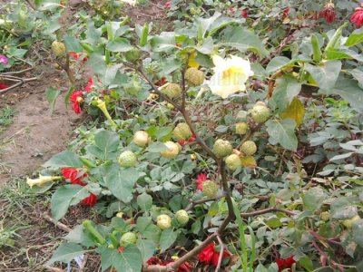 ​洋金花功效（平喘止咳  麻醉止痛  但有毒）