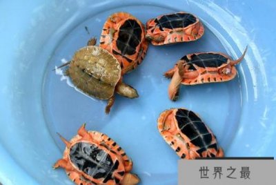 ​家养什么宠物龟好？全球十大最受欢迎宠物龟