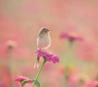 ​春暖花开的简短句子（关于春天的优美诗意句子）